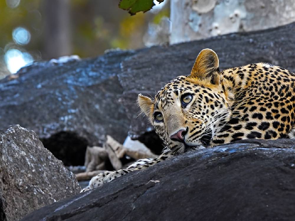 Leopard resting on rocky terrain in Pench Tiger Reserve