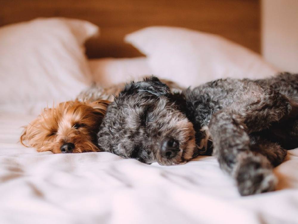 Pets relaxing in a comfortable room at The Bagh Villa Pench, a pet friendly resort in Pench