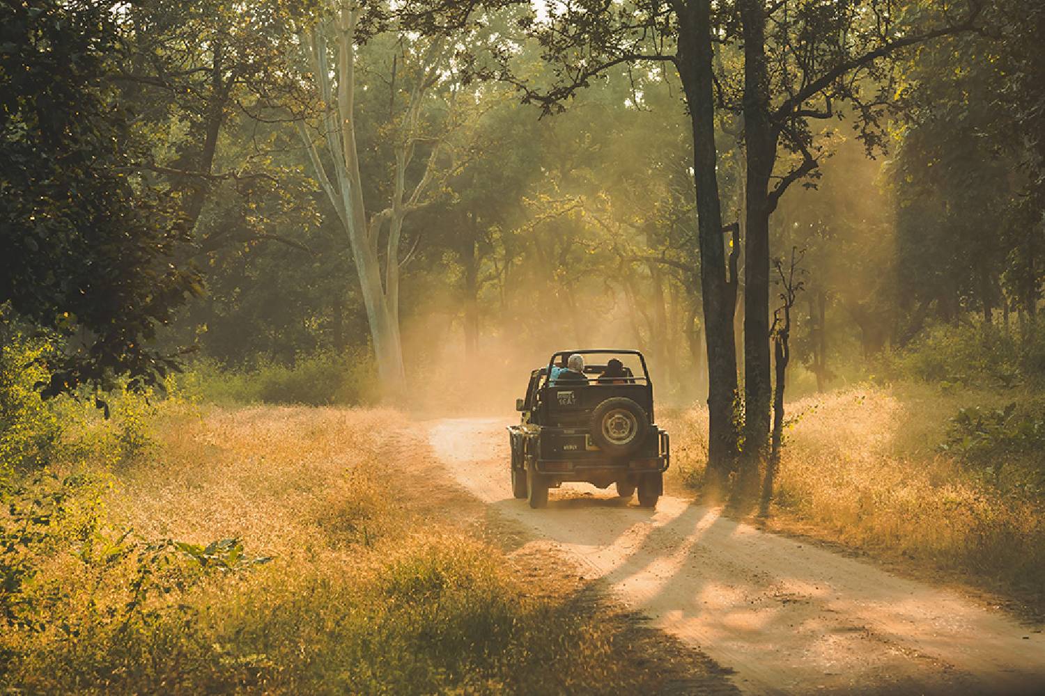 Jungle Safari Resort in Pench for an Unforgettable Wildlife Adventure