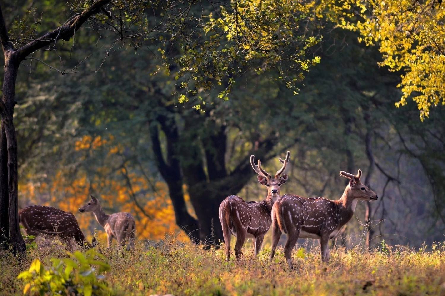 Best Resort in Pench: Experience Luxury, Nature, and Comfort