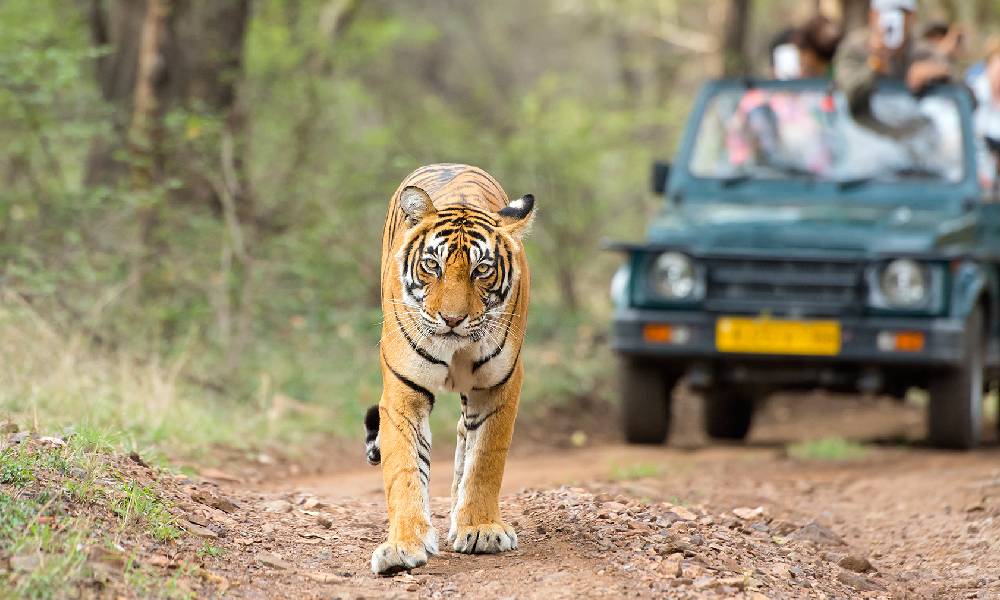 Special Safari Experience