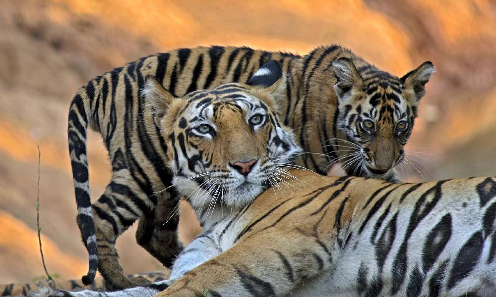 Tiger safari experience near Turiya Gate
