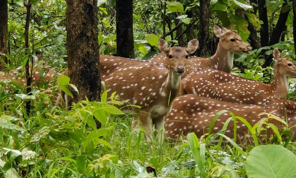 Peaceful wildlife view near Pench National Park